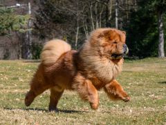 Chow Chow prix