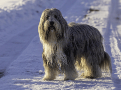 Colley Barbu prix