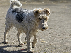 Fox Terrier à poil dur prix