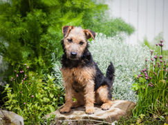 Lakeland Terrier prix