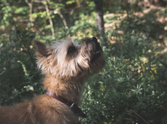 Terrier Australien à poil soyeux prix