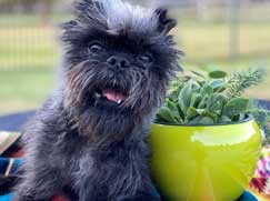 Affenpinscher prix