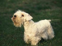 Sealyham Terrier prix