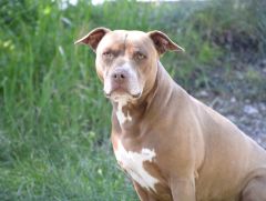 Pitbull prix