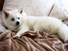 Pomsky prix