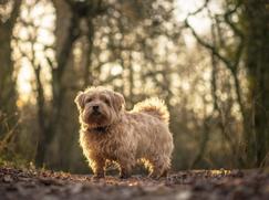 Norfolk Terrier prix