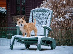 Cairn Terrier Prix