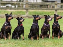 Terrier de Manchester prix