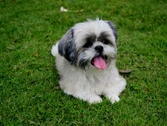 Shih Tzu prix