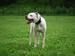 Dogue Argentin Prix