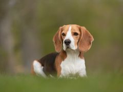 Beagle prix
