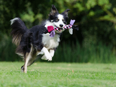 Border Collie prix