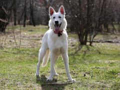 Berger Blanc Suisse prix