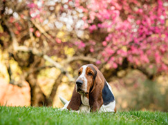 Basset Hound pris