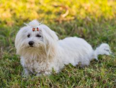 Bichon Maltais prix