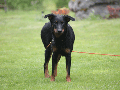 Beauceron prix