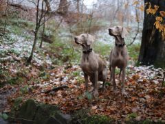 Race chien Braque de Weimar
