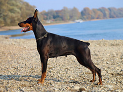 Dobermann