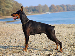 Race chien Dobermann