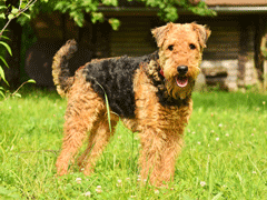 Race chien Airedale Terrier