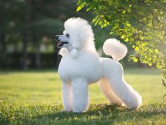 Caniche 