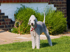 Race chien Bedlington Terrier