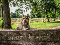 Race chien Berger Picard