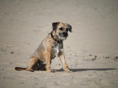 Race chien Border Terrier