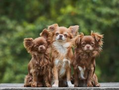 Chihuahua 