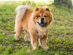 Race chien Chow Chow