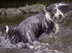 Race chien Colley Barbu