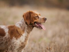 Chien Epagneul Breton : guide complet de la race