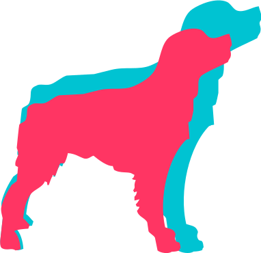 Epagneul Breton