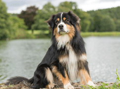 Race chien Berger Australien