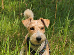 Fox Terrier à poil dur