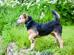 Lakeland Terrier