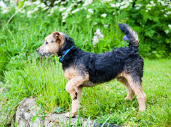 Race chien Lakeland Terrier