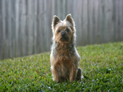 Race chien Terrier Australien à poil soyeux