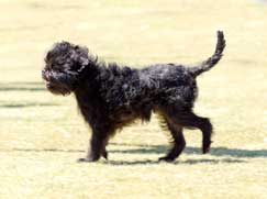 Race chien Affenpinscher