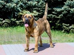 Race chien Dogue des Canaries