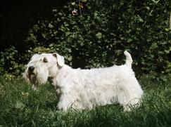 Race chien Sealyham Terrier