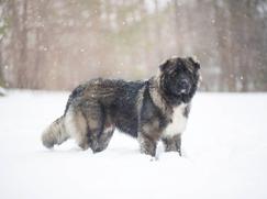 Race chien Berger de Caucase