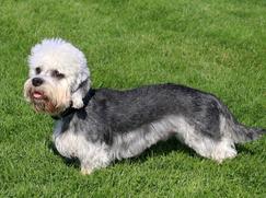 Race chien Dandie Dinmont Terrier