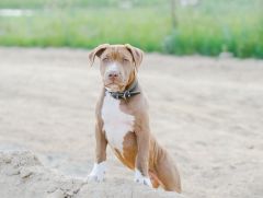 Race chien Pitbull