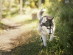 Pomsky
