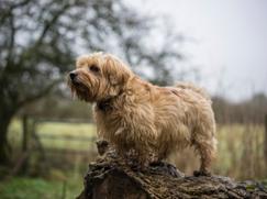 Norfolk Terrier