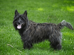 Race chien Cairn Terrier