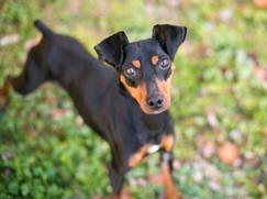 Race chien Terrier de Manchester