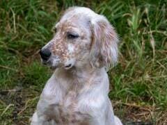 Race chien Setter Anglais