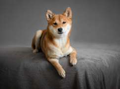 Shiba Inu